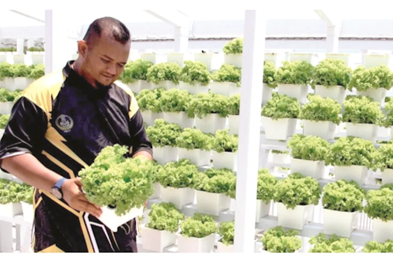 Residents use Madani Community Fund to cultivate coral lettuce