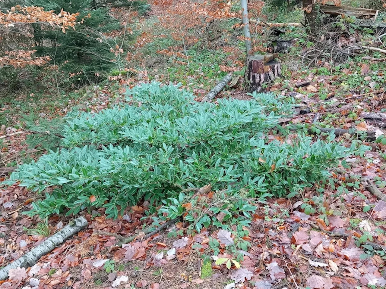 Kirschlorbeer wuchert im Wald