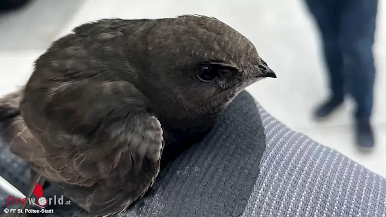 Nö: Pech-Vögel in St. Pölten → zwei Tierrettungen an einem Tag