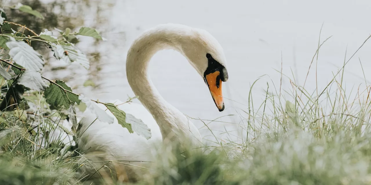 Ehepaar lässt Schwan ins Haus - Lola verändert deren Leben komplett