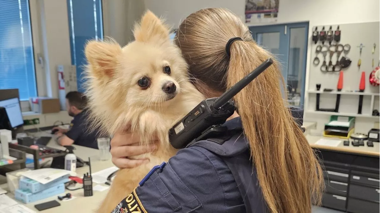 Neuer Kollege? Hund einfach bei Polizei abgegeben