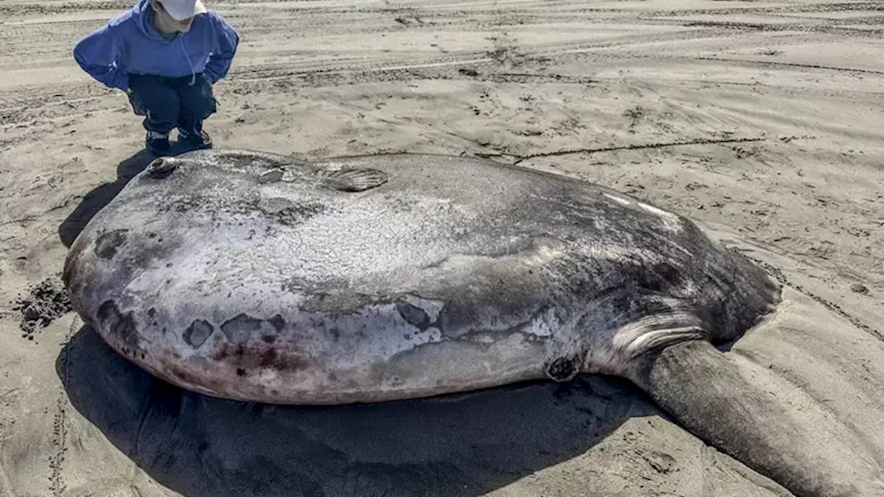 'Schwimmender Kopf' – Mega-Mondfisch am Strand entdeckt