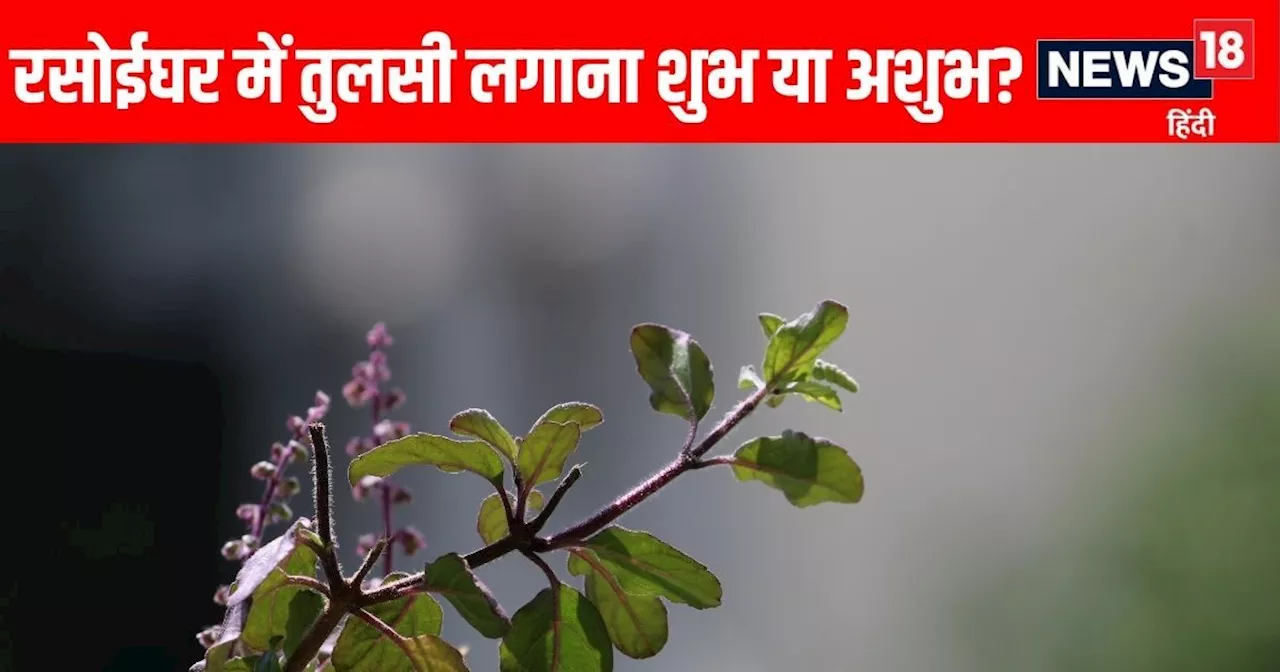 Vastu Tips For Tulsi: रसोईघर में तुलसी का पौधा लगाना शुभ या अशुभ, किन बातों का रखें ध्यान?