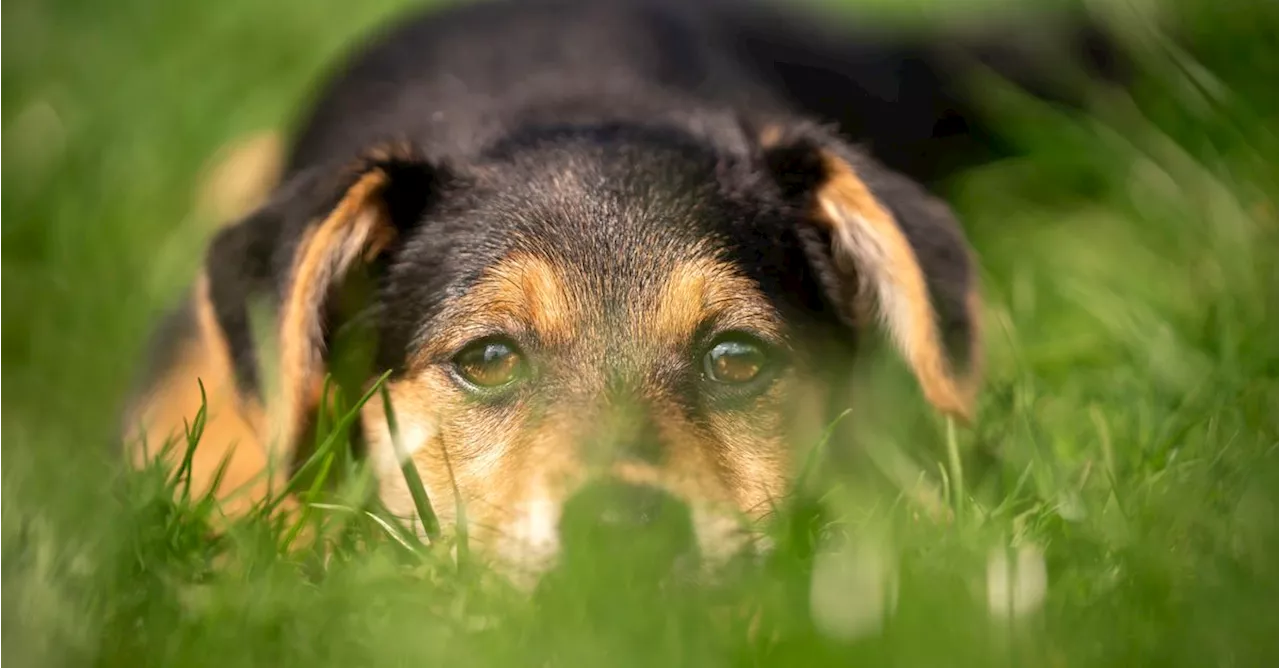 Vets Share The Most Common Signs Of Lyme Disease In Dogs