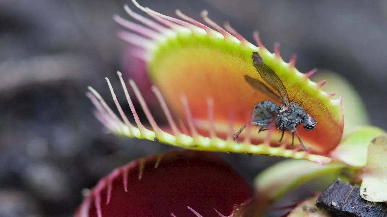 New device mimics Venus flytrap’s sensory system, can transform robotics