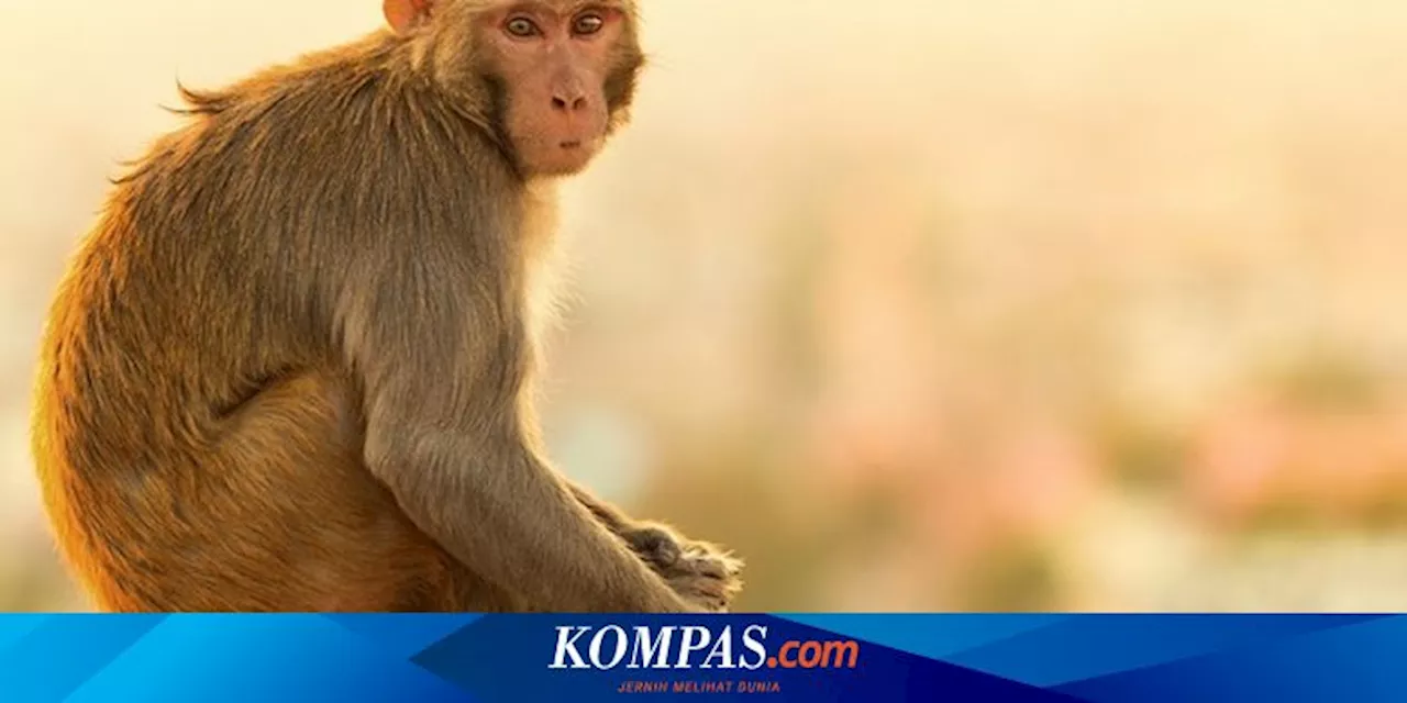 Kera Terkecil yang Pernah Hidup di Bumi Ditemukan di Jerman