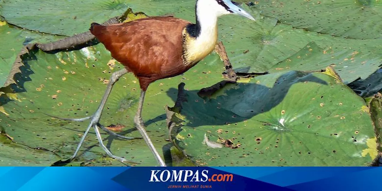 Salah Satu Burung Teraneh di Dunia Punya Jari Kaki yang Sangat Panjang