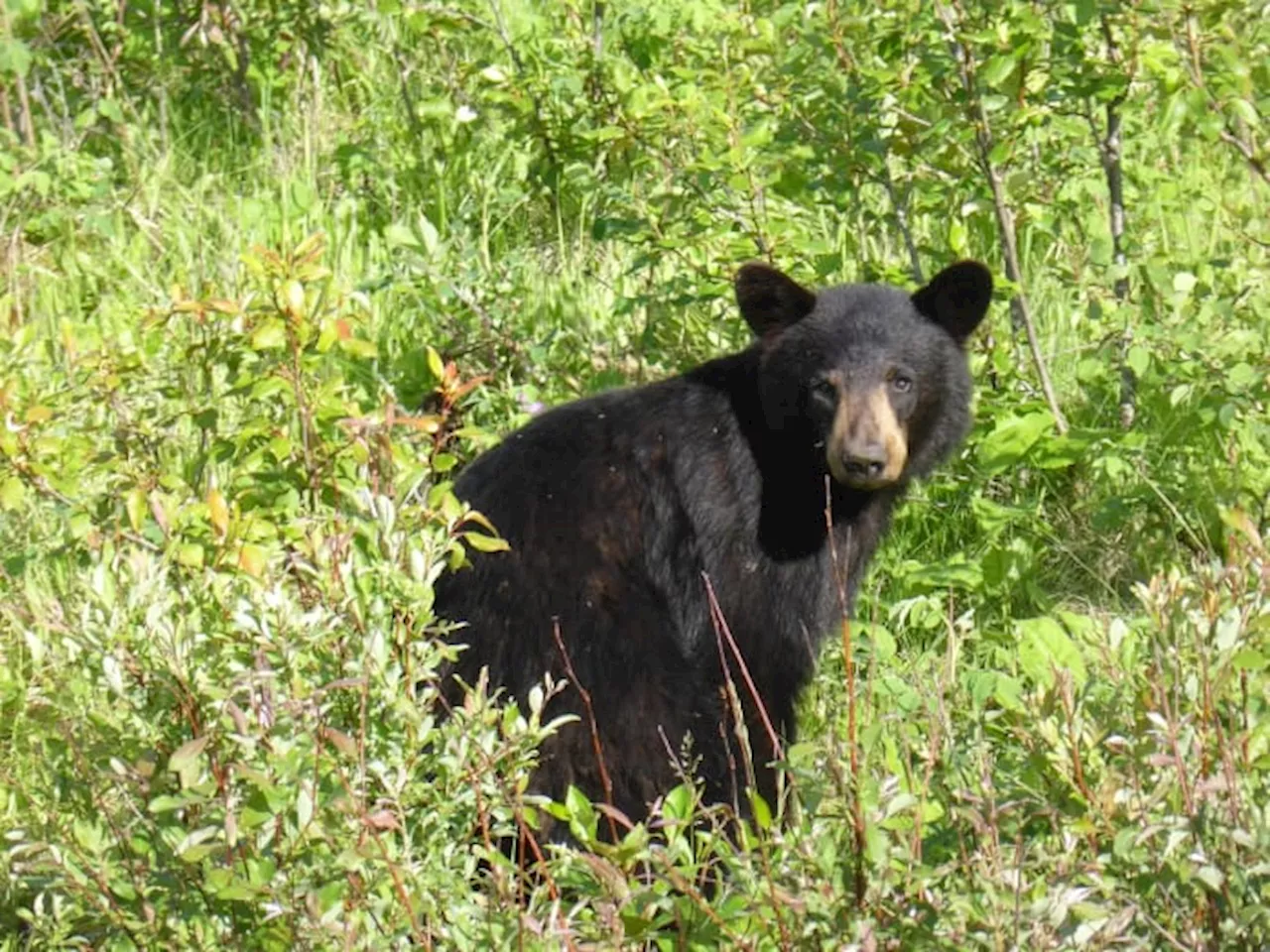 Black Bear hit by vehicle in Texas Hill Country: How common are bears in Texas?