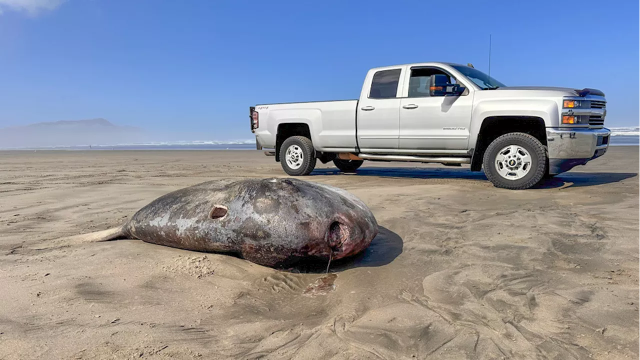 Rare 7-foot fish washed ashore on Oregon's coast garners worldwide attention