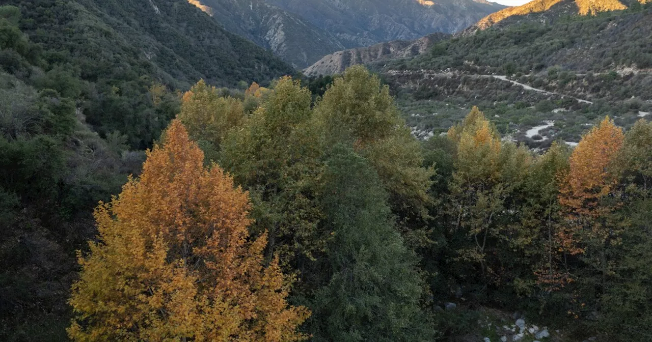An LA Lumber Yard Wants Us To Know Our Local Trees — Especially The Dead Ones