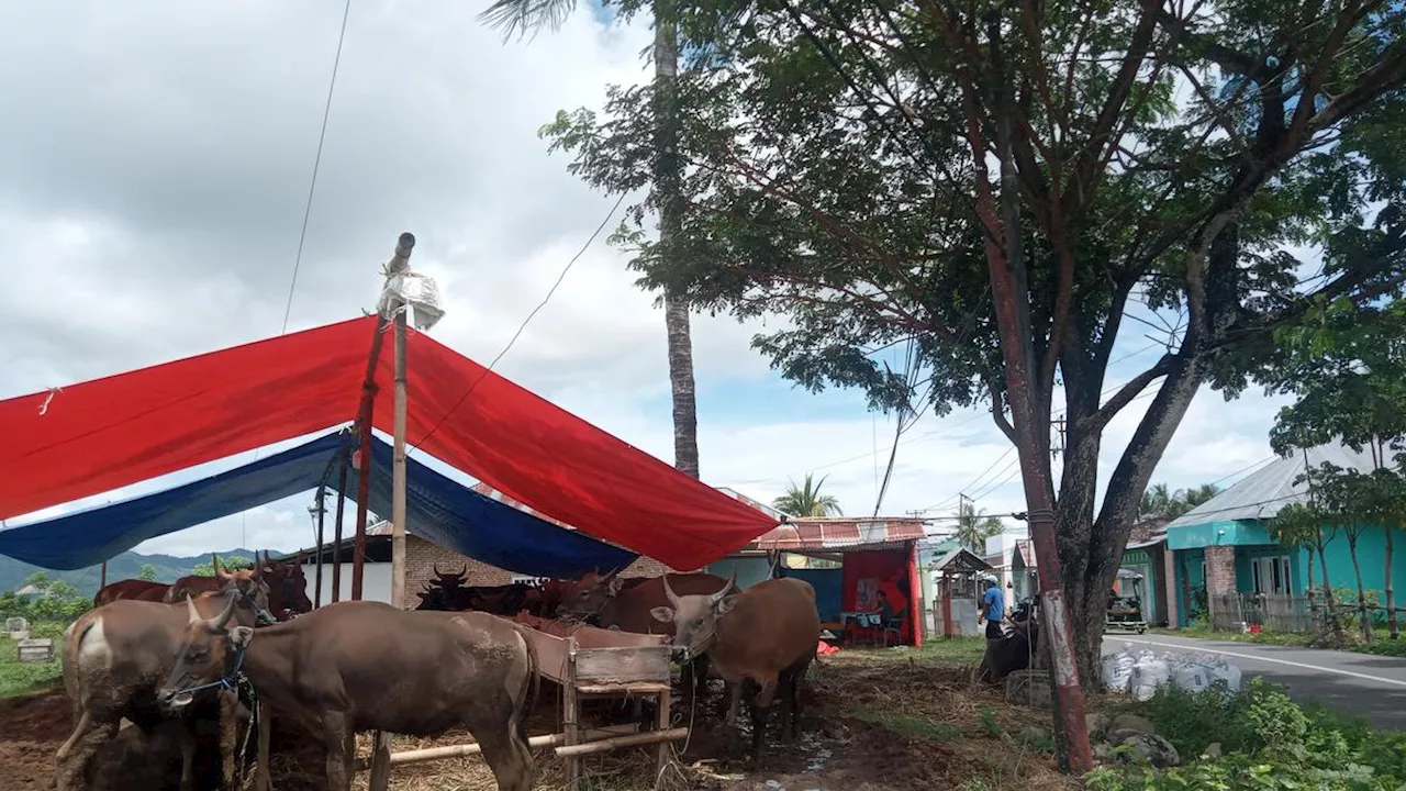 Cara Unik Pasar Hewan di Bone Bolango Pikat Pembeli Jelang Idul Adha