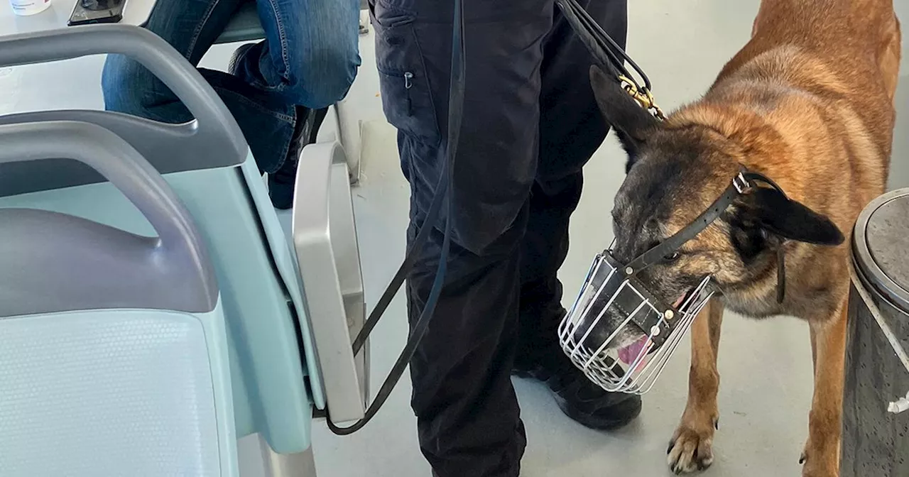 Michael Mosley search update: Sniffer dog withdrawn amid extreme heat