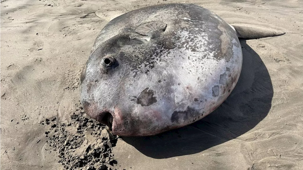 Offbeat and odd news: Rare 7-foot fish washes ashore on Oregon coast, more