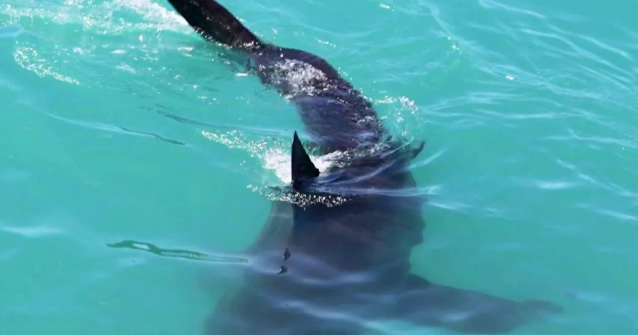 Back-to-back Florida shark attacks startle start to summer season