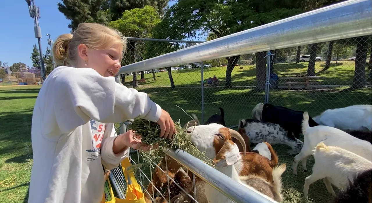 SDG&E Wildfire Safety Fair brings brush-eating goats to Rancho Bernardo