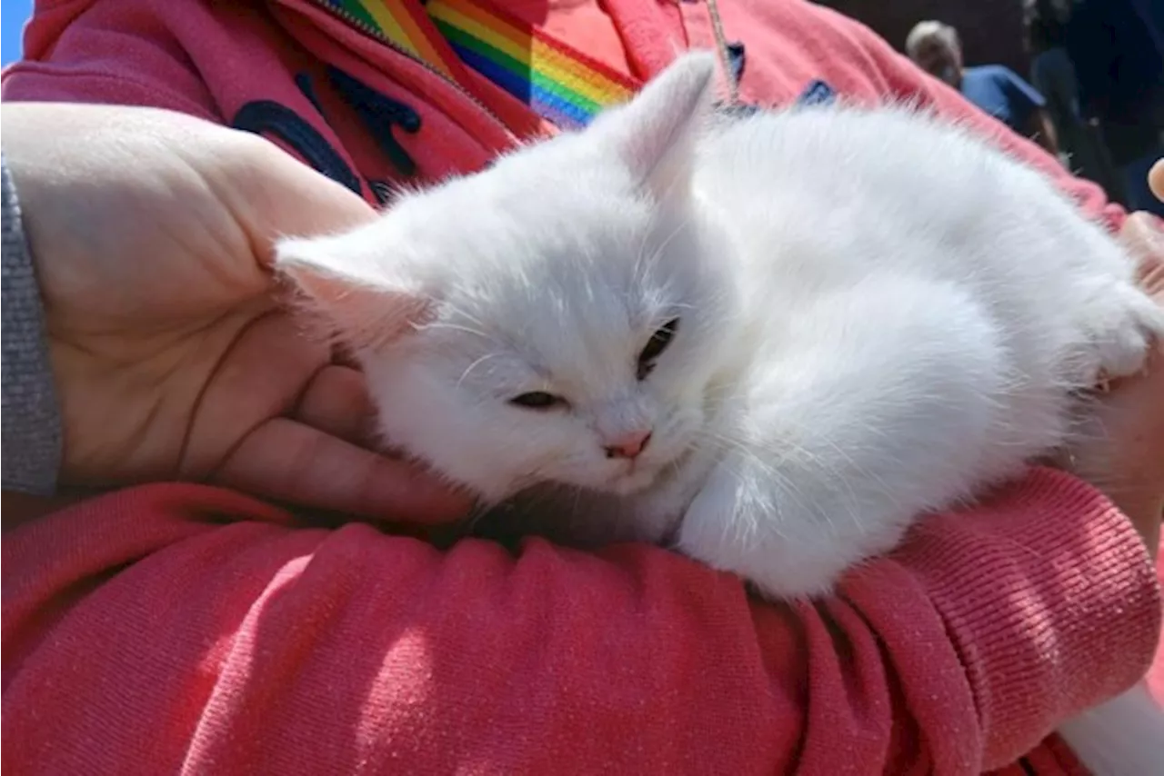 Kitten steelt harten tijdens stembusgang: “Alsof ze naar ons kwam op zoek naar een beter leven”