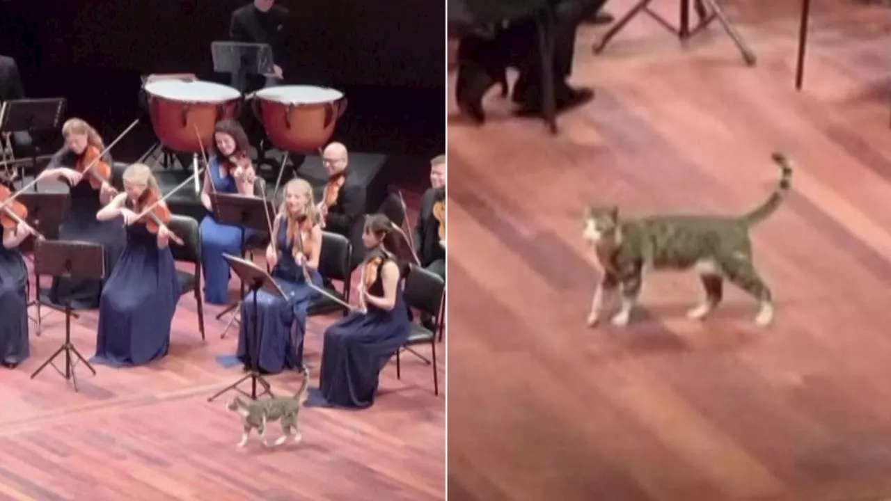 Istanbul, un gatto sale sul palco durante la 'Pastorale' di Beethoven e gli occhi sono tutti per lui