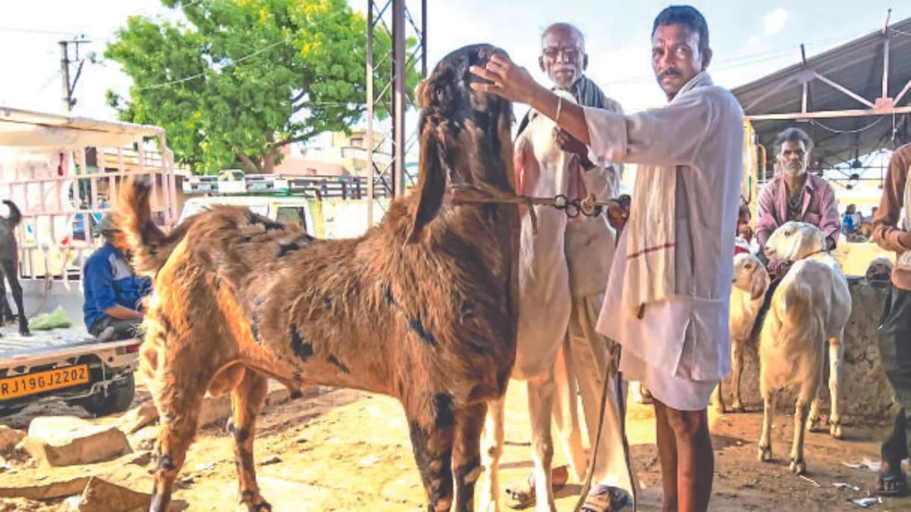 शुरू हुआ बकरा मंडी में कारोबार, राजस्थानी बकरों की दुबई में खासी डिमांड