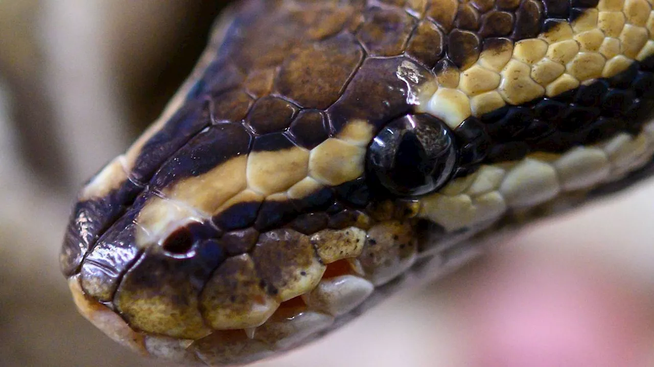 Indonesien: Netzpython verschlingt Vierfach-Mutter (50) komplett!