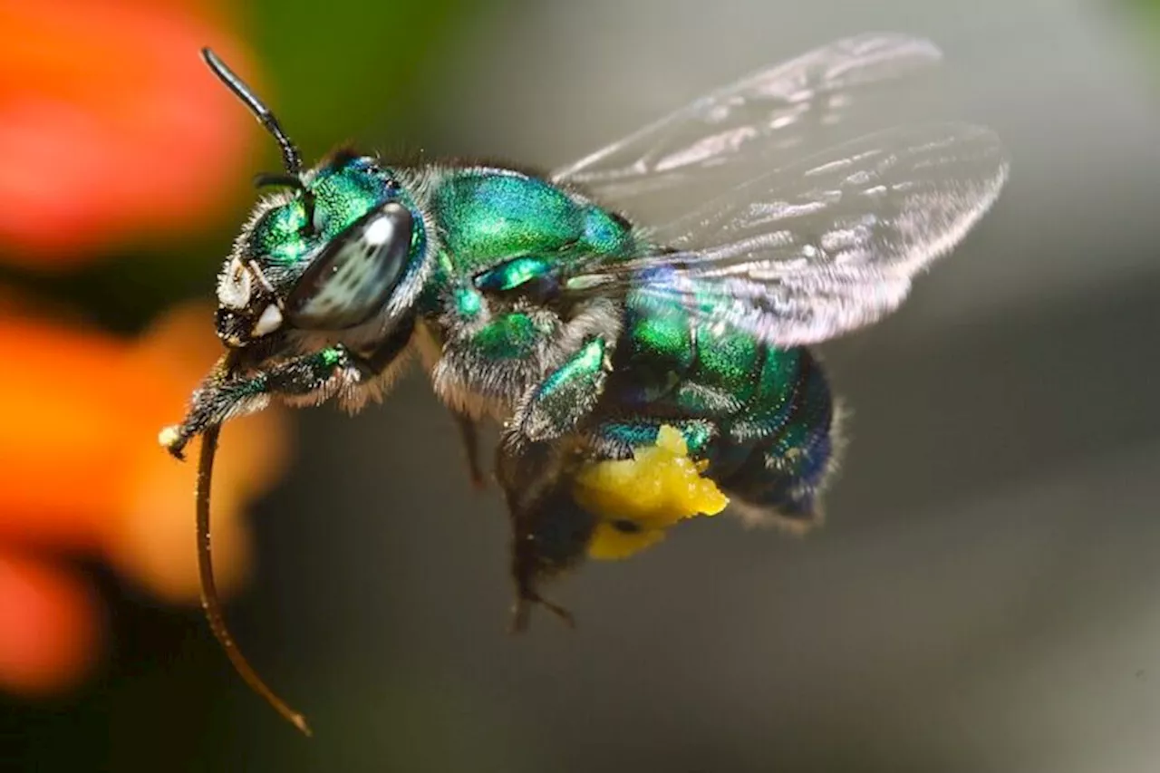 Amazon deforestation threatens one of Brazil’s key pollinators, study shows