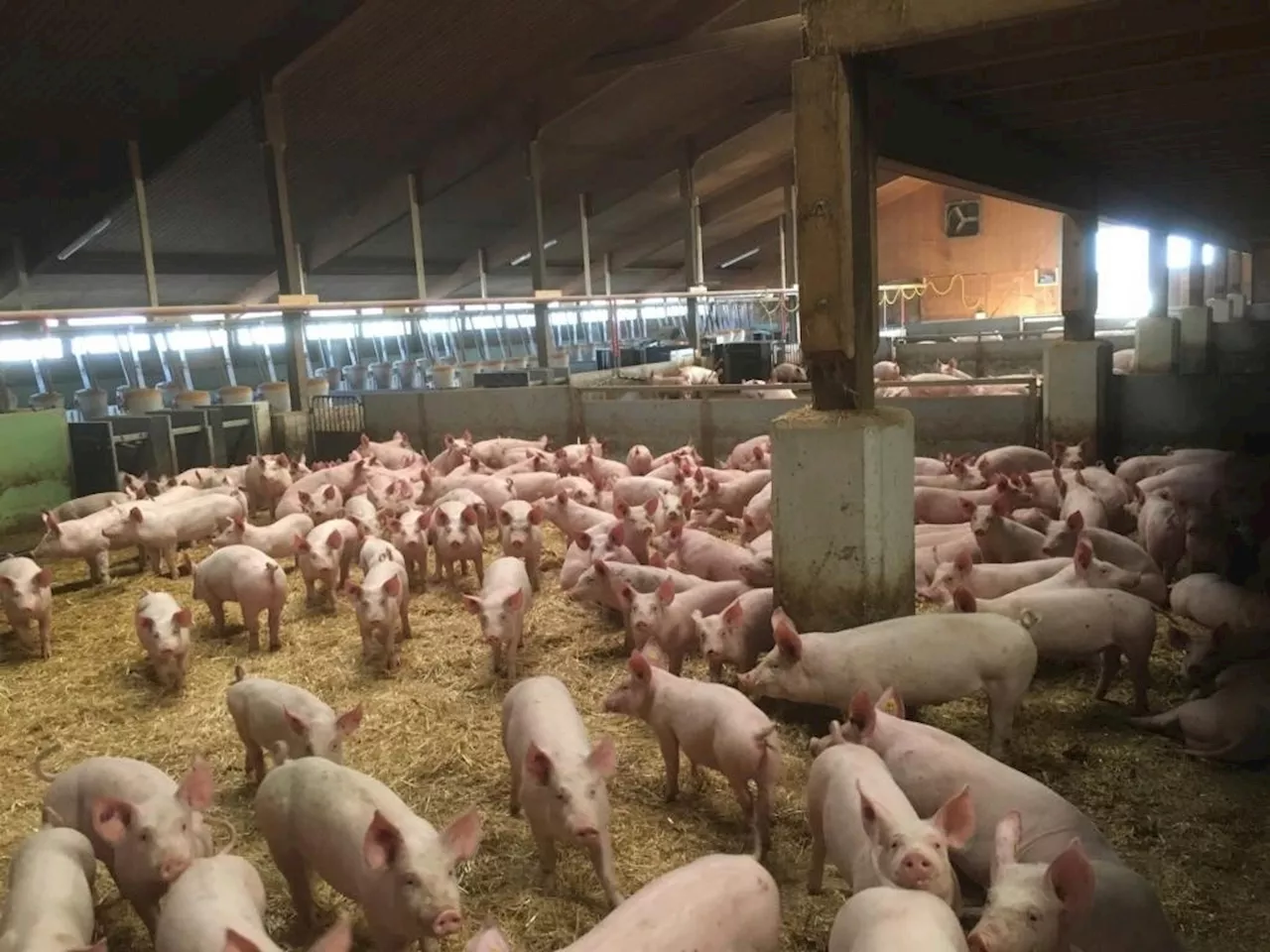 Schweinepest: Futtermittel meist ungefährlich