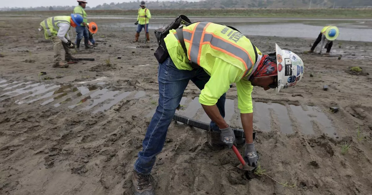 From tomato fields to tidal wetlands: Milestone reached for San Dieguito Lagoon restoration