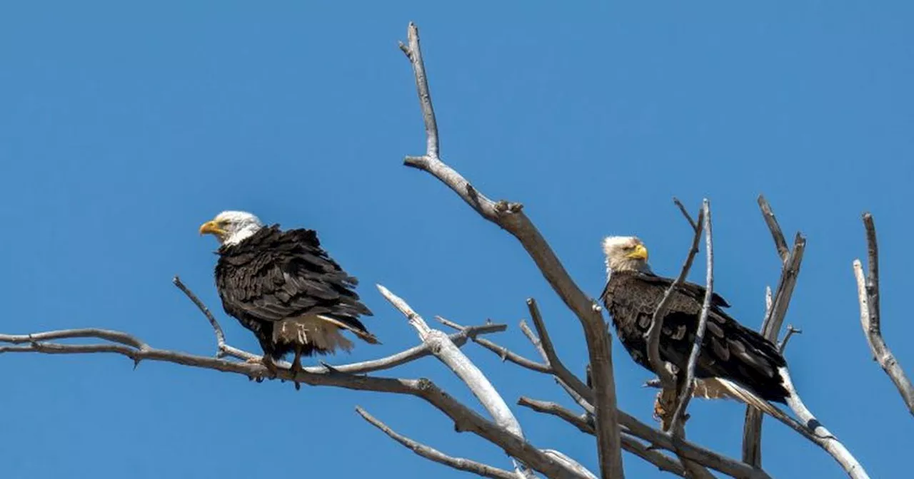 ‘The eagle experience’: Can Cedar City’s new park design help safeguard a unique raptor family?