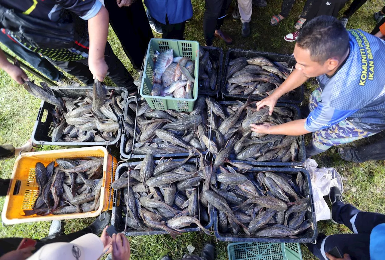 Invasive ‘Ikan Bandaraya’ caught in Sungai Langat