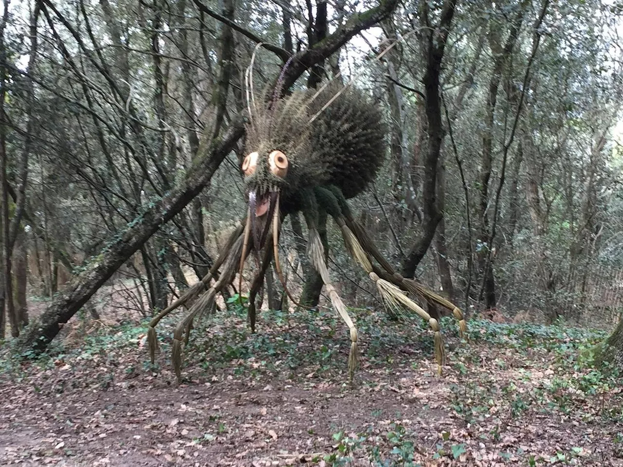 Saint-Georges-de-Didonne : une invitation à se promener dans les bois