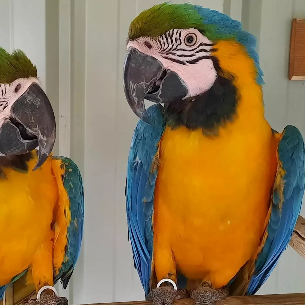 Un appel à témoins lancé pour retrouver Gertrude, le perroquet du zoo de Mescoules, en Dordogne