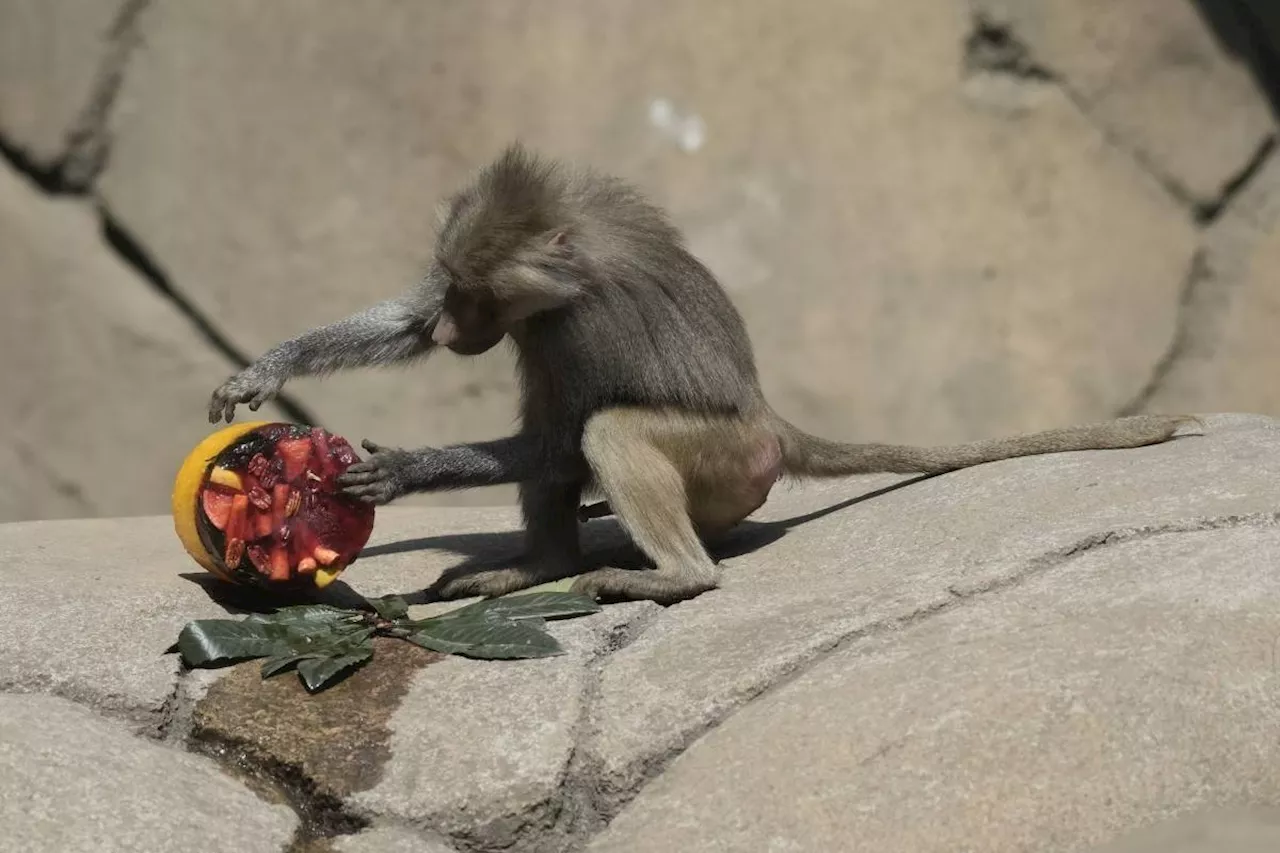 In Mexico heat wave monkeys still dying, birds are getting air-conditioning, lions get popsicles