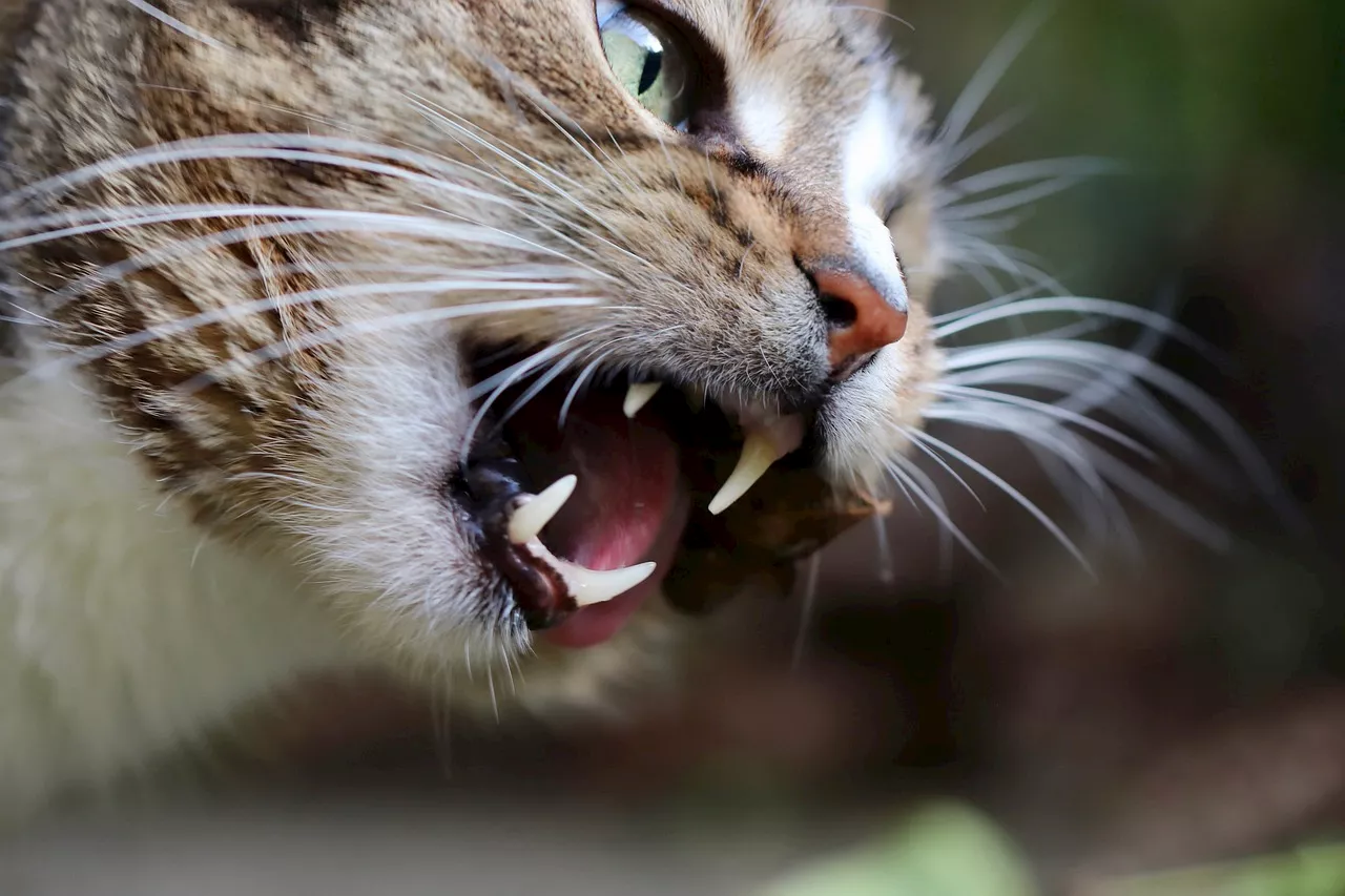 Feline dentistry: Do cats lose teeth like us?