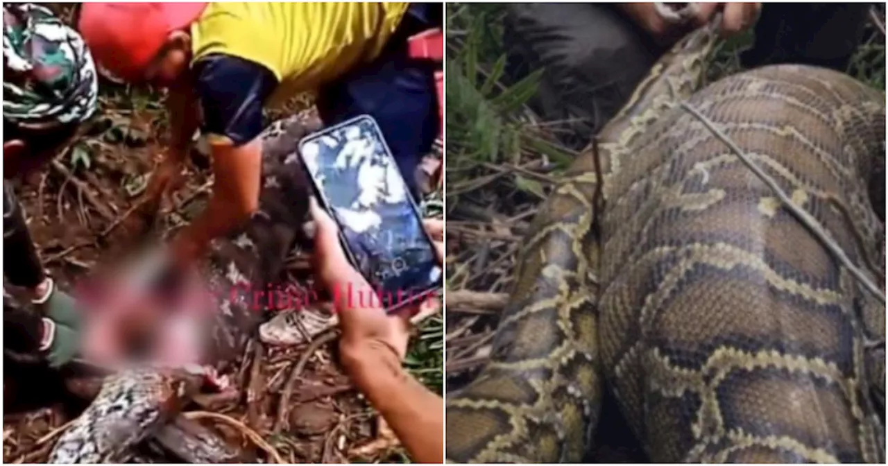 Woman in Indonesia Goes Missing, Husband Finds Her Body Inside The Stomach of Giant Snake