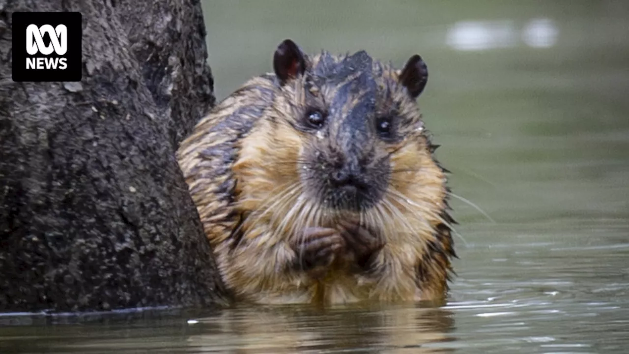 Research into elusive rakali, or Australian water rat, prompts call for citizen scientists to log sightings