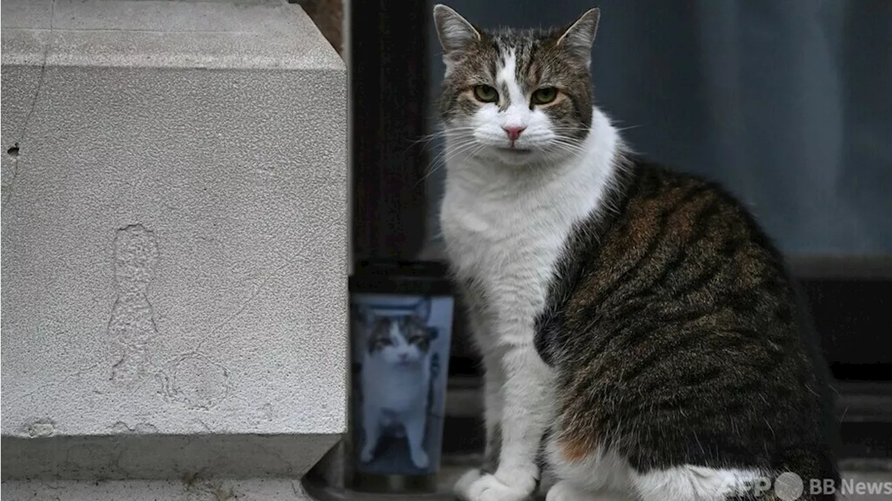 動画：英首相官邸の猫「ラリー」 次の同居人は初の労働党首相か