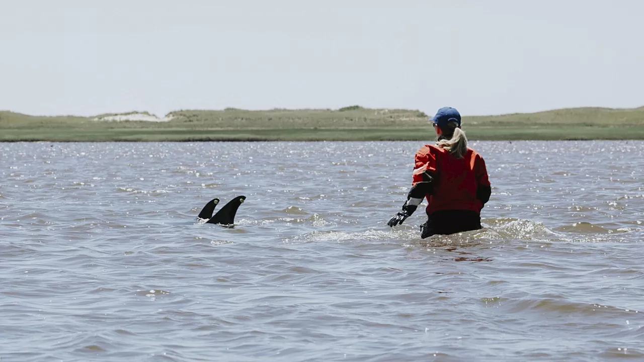 Animal rescuers save more than 100 dolphins during mass stranding event around Cape Cod