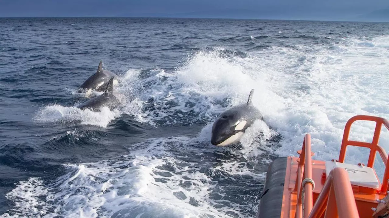 Forscher lösen Orca-Rätsel vor der spanischen Atlantikküste