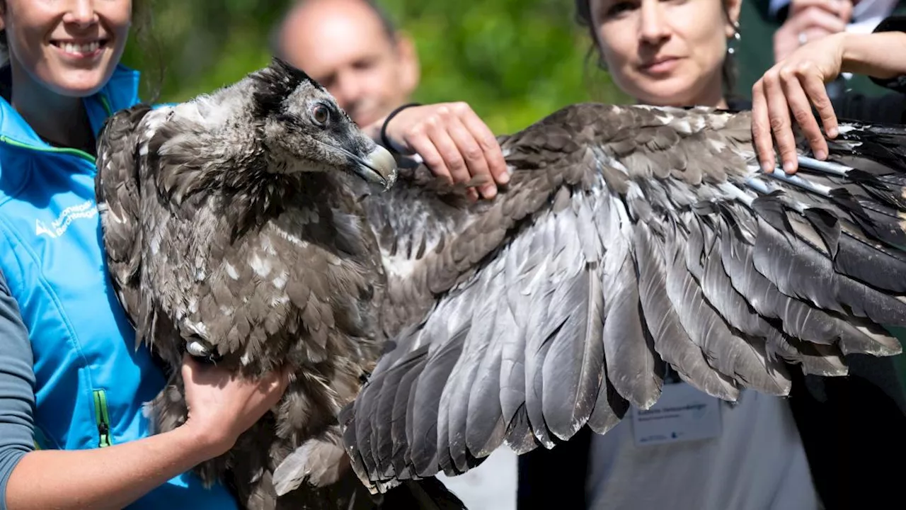 Geier Wiggerl hebt zum Jungfernflug ab