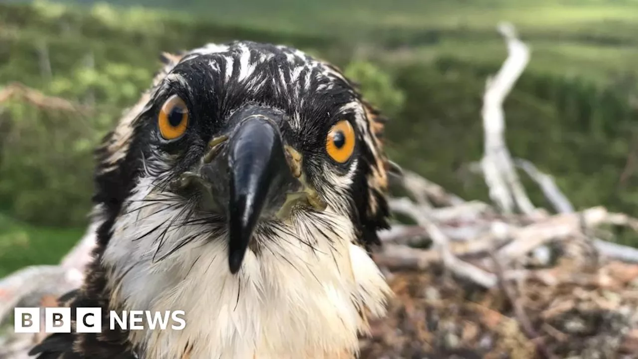 Loch Arkaig osprey chicks relocated to Spain over food concerns