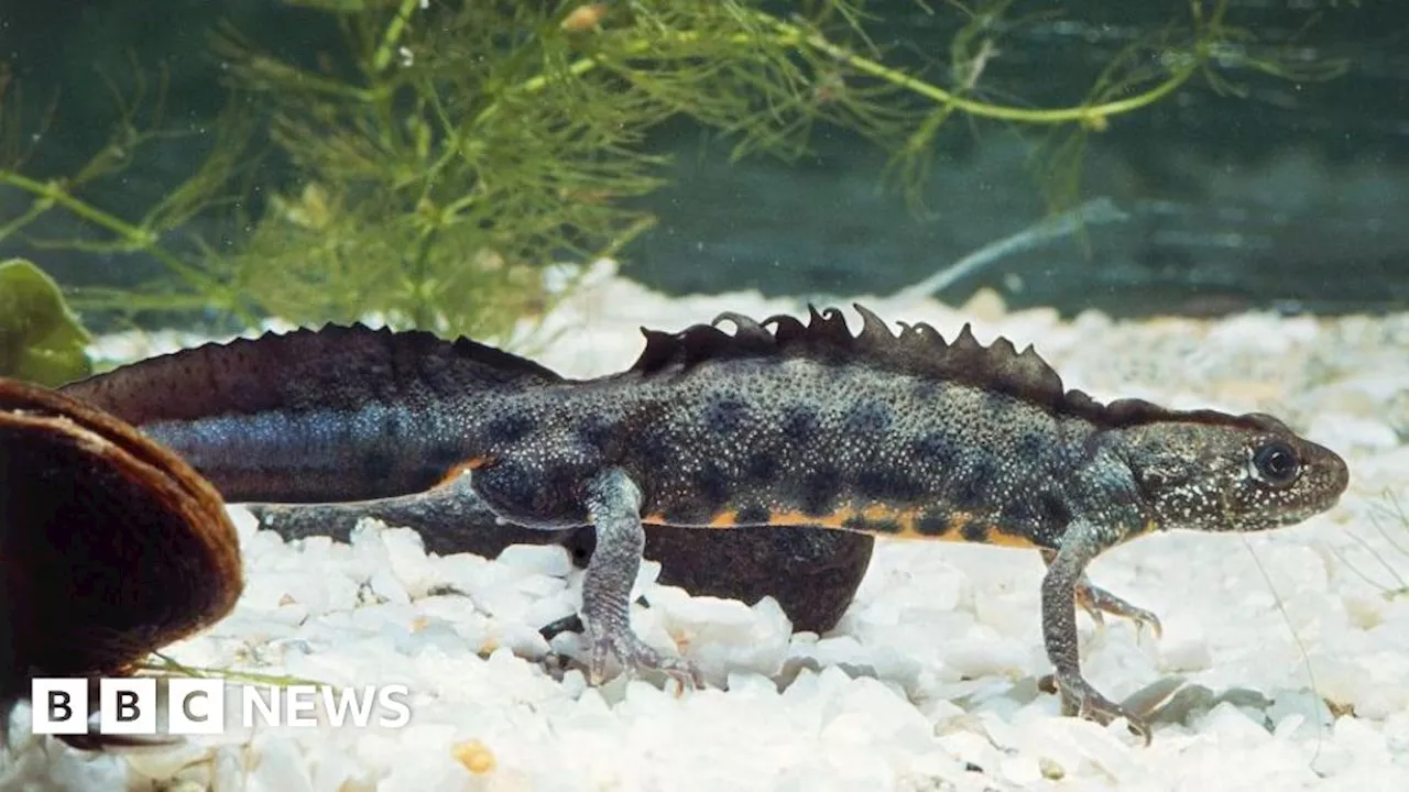 Scientists lure endangered newts to ancient wetlands