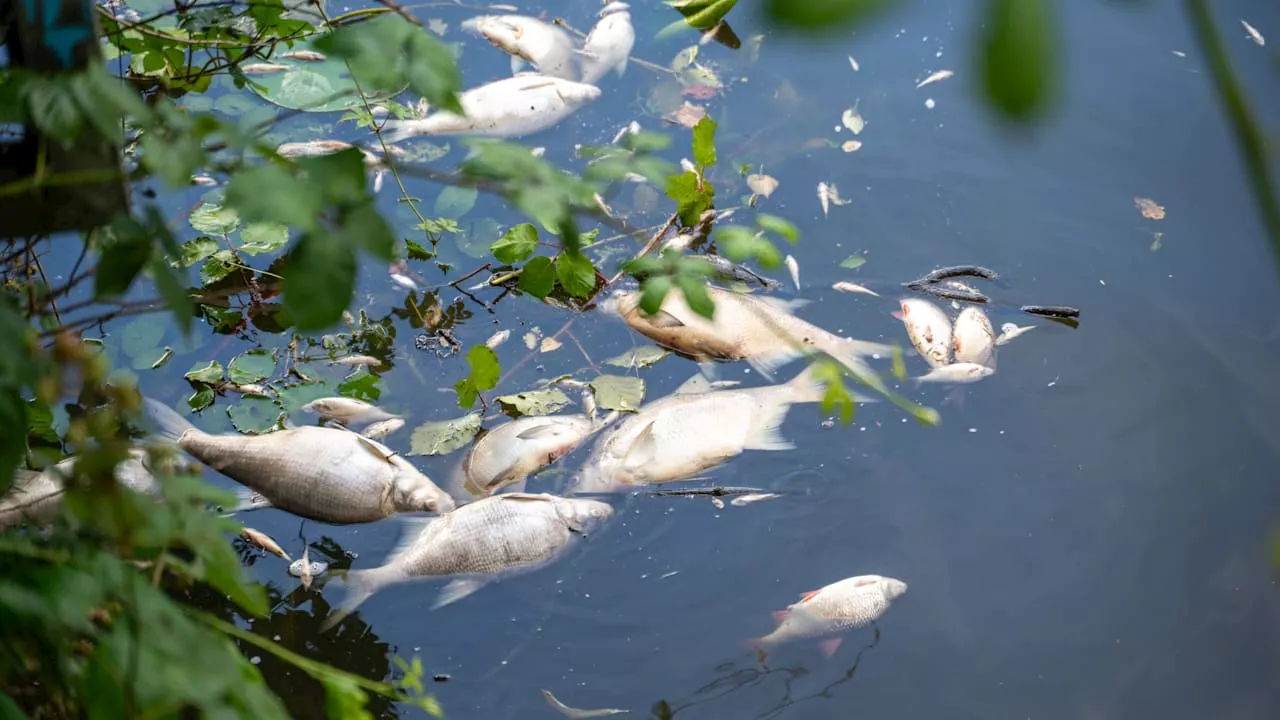 Hamburg: Tausende tote Fische treiben in der Alster