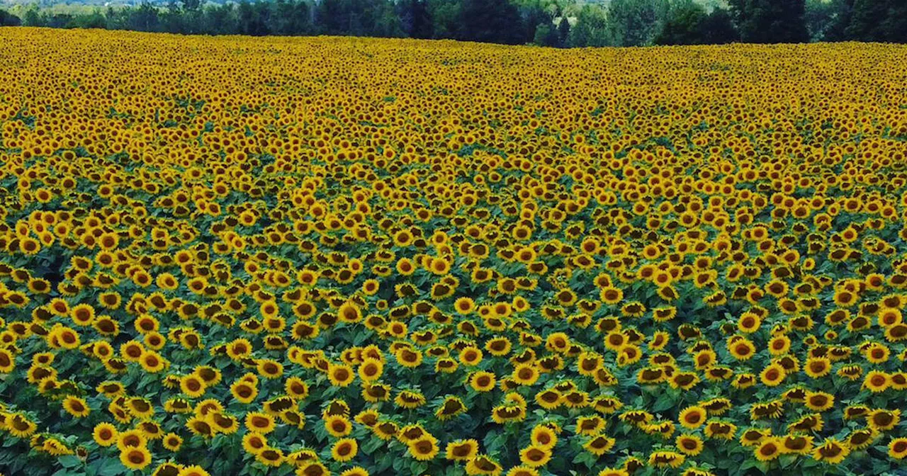 There's a huge sunflower festival in an Ontario field this month