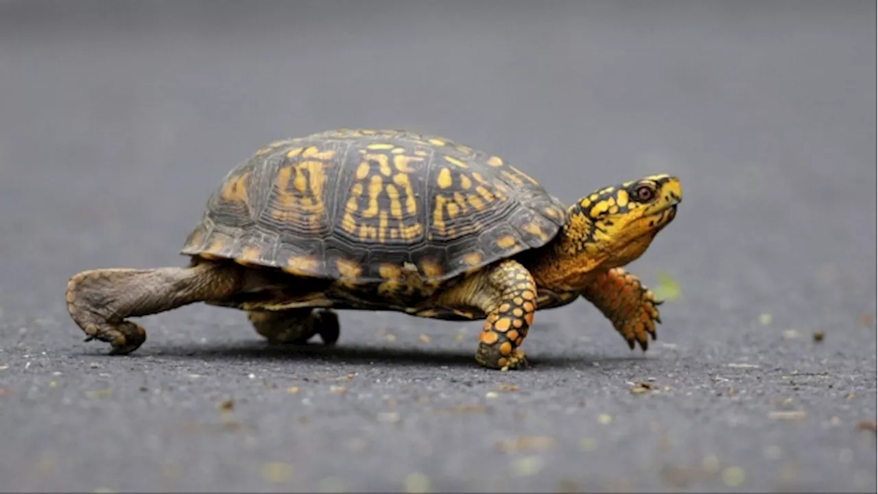 Woman faces charge trying to smuggle turtles to Canada