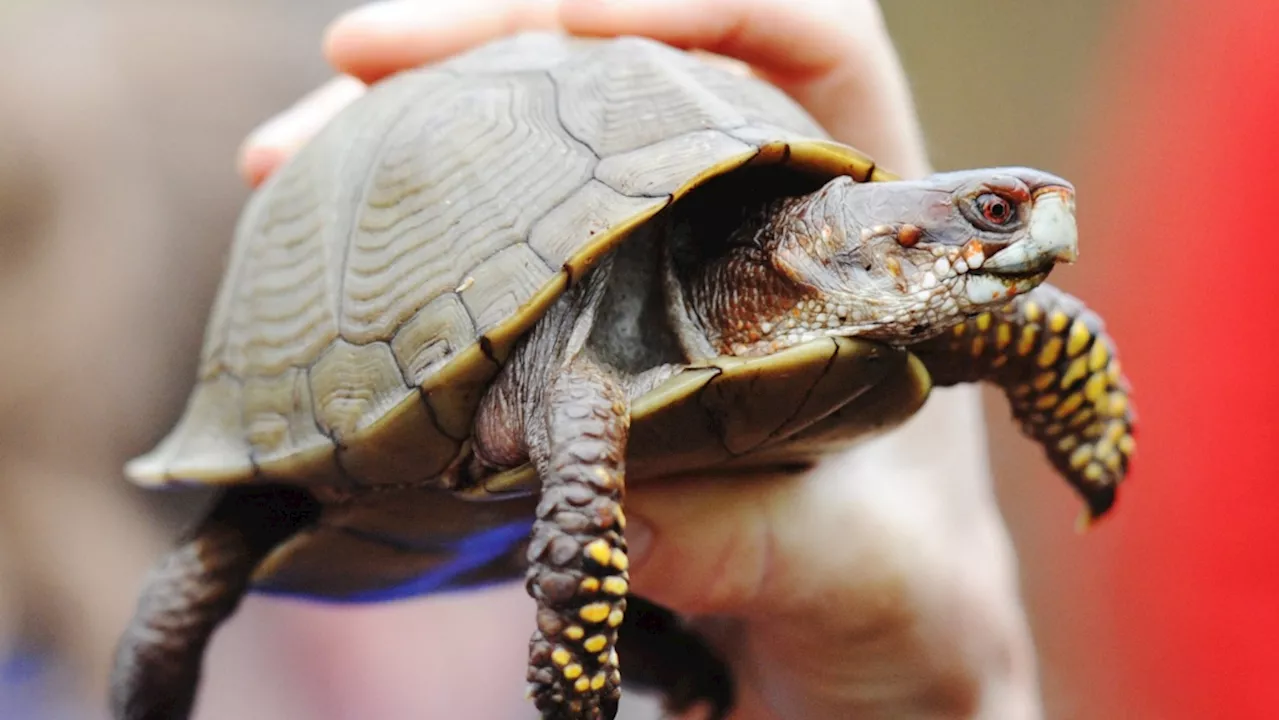 Woman faces charge of trying to smuggle turtles across Vermont lake to Canada by kayak