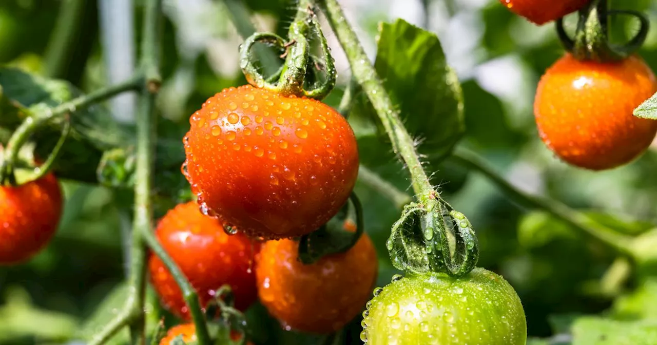 Monty Don's secret to growing bigger, juicer tomatoes is one common garden plant