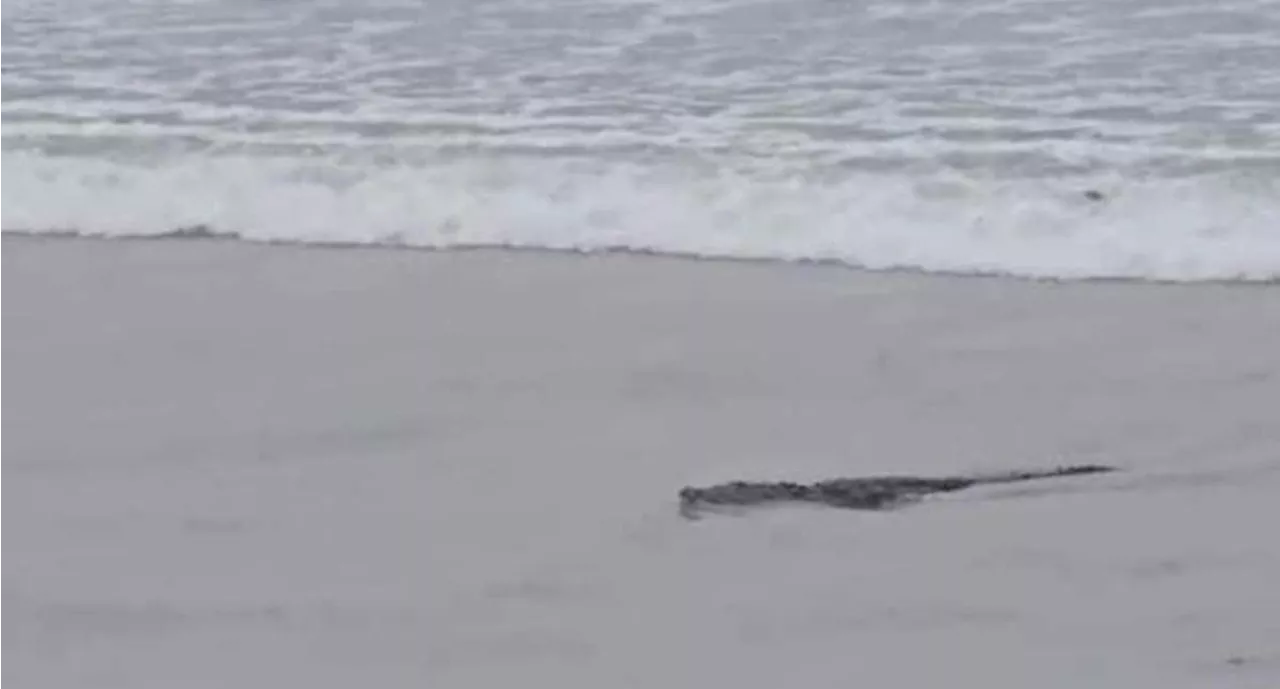 ¡Reptil a la vista! Reportan avistamiento de cocodrilo en playa Miramar en Tamaulipas