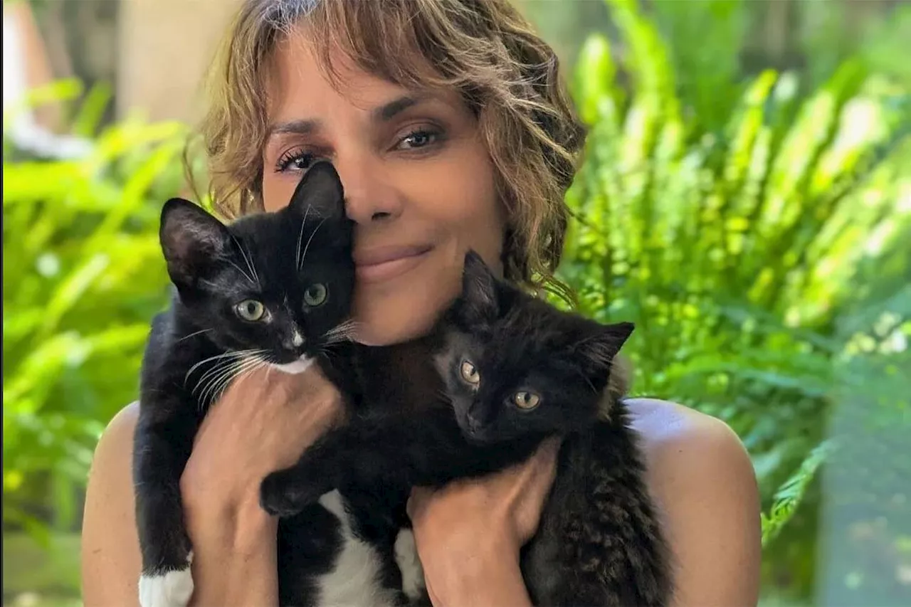 Halle Berry, former Catwoman, saves black cat family that appeared in her yard