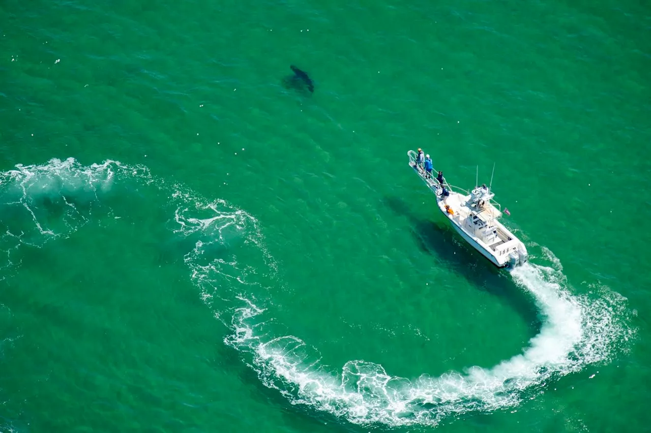 You’re Gonna Need A Bigger Catalog: Cape Cod’s Great White Shark Population Keeps Growing