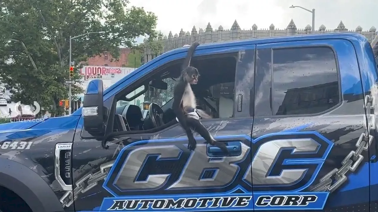 Meet Tiki: The diaper-wearing monkey spotted inside a Bronx tow truck