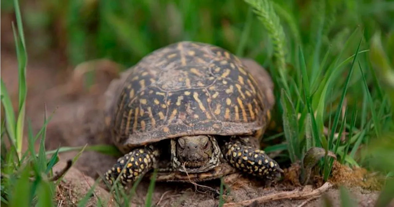 Chinese woman arrested after allegedly trying to smuggle 29 turtles ...